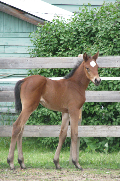 Master Diplomat 2008 Foal